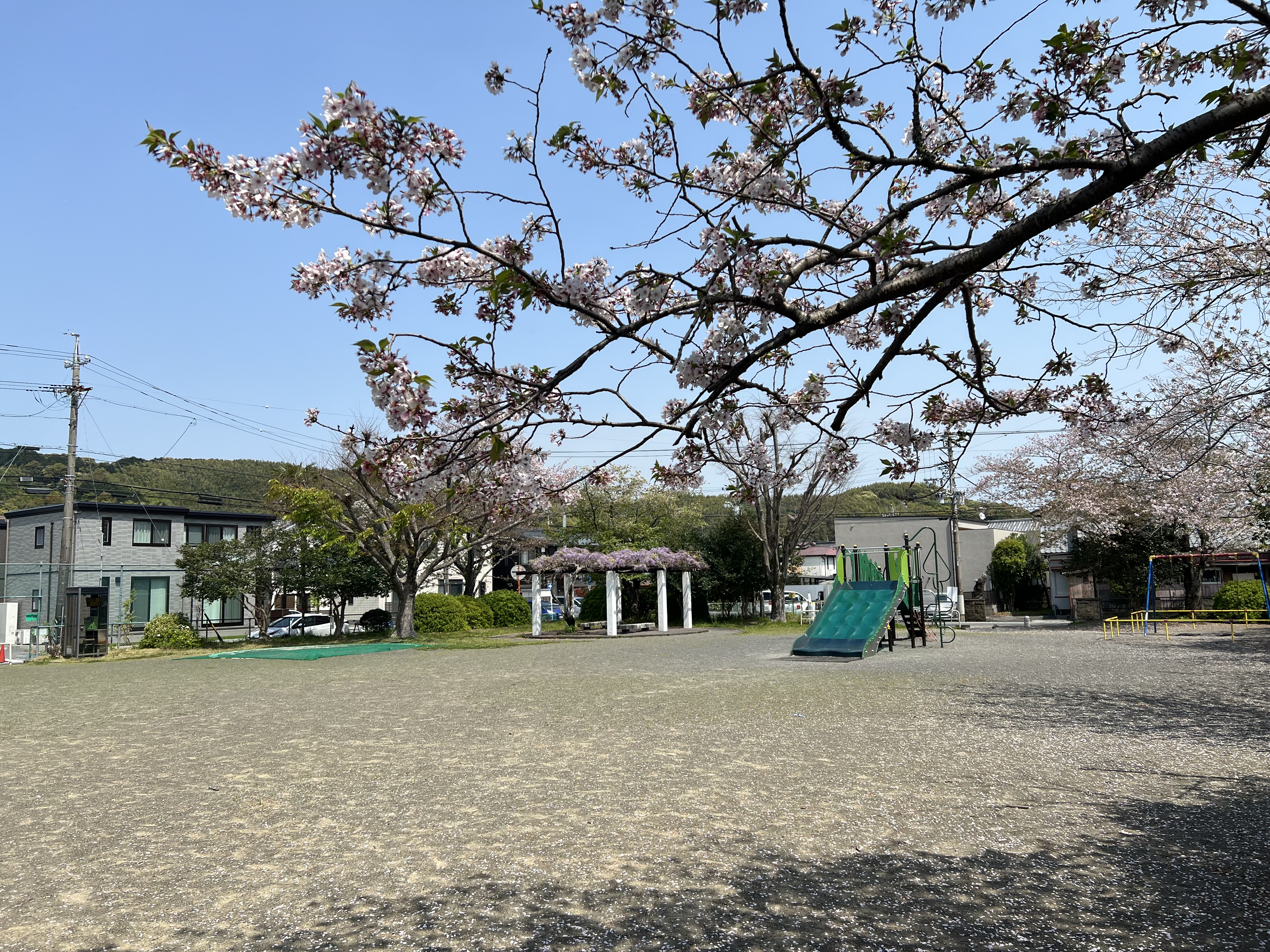 音羽町公園の桜　2024.4.14撮影