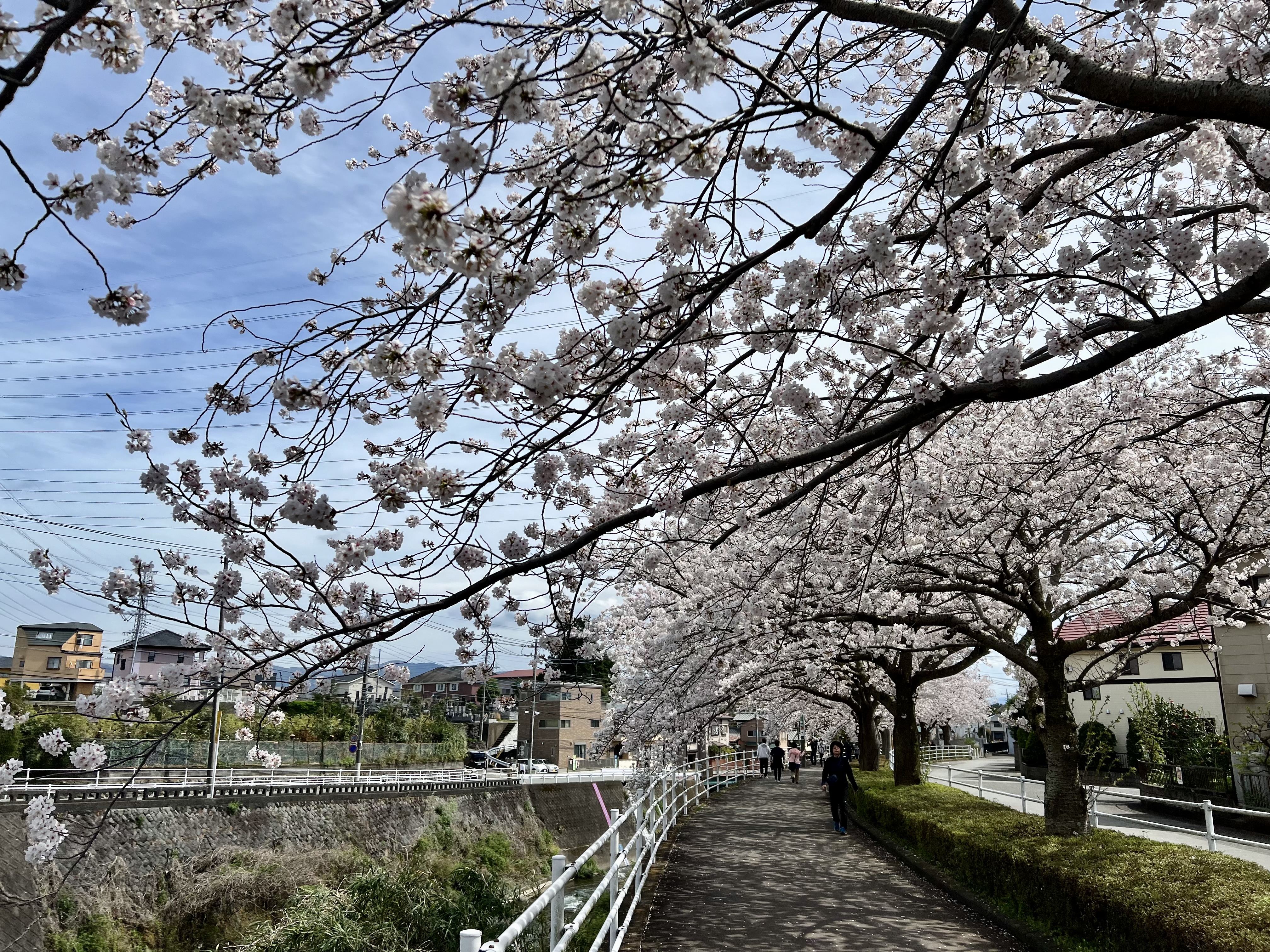 大場川・桜堤公園付近の桜歩道2024.4.7撮影