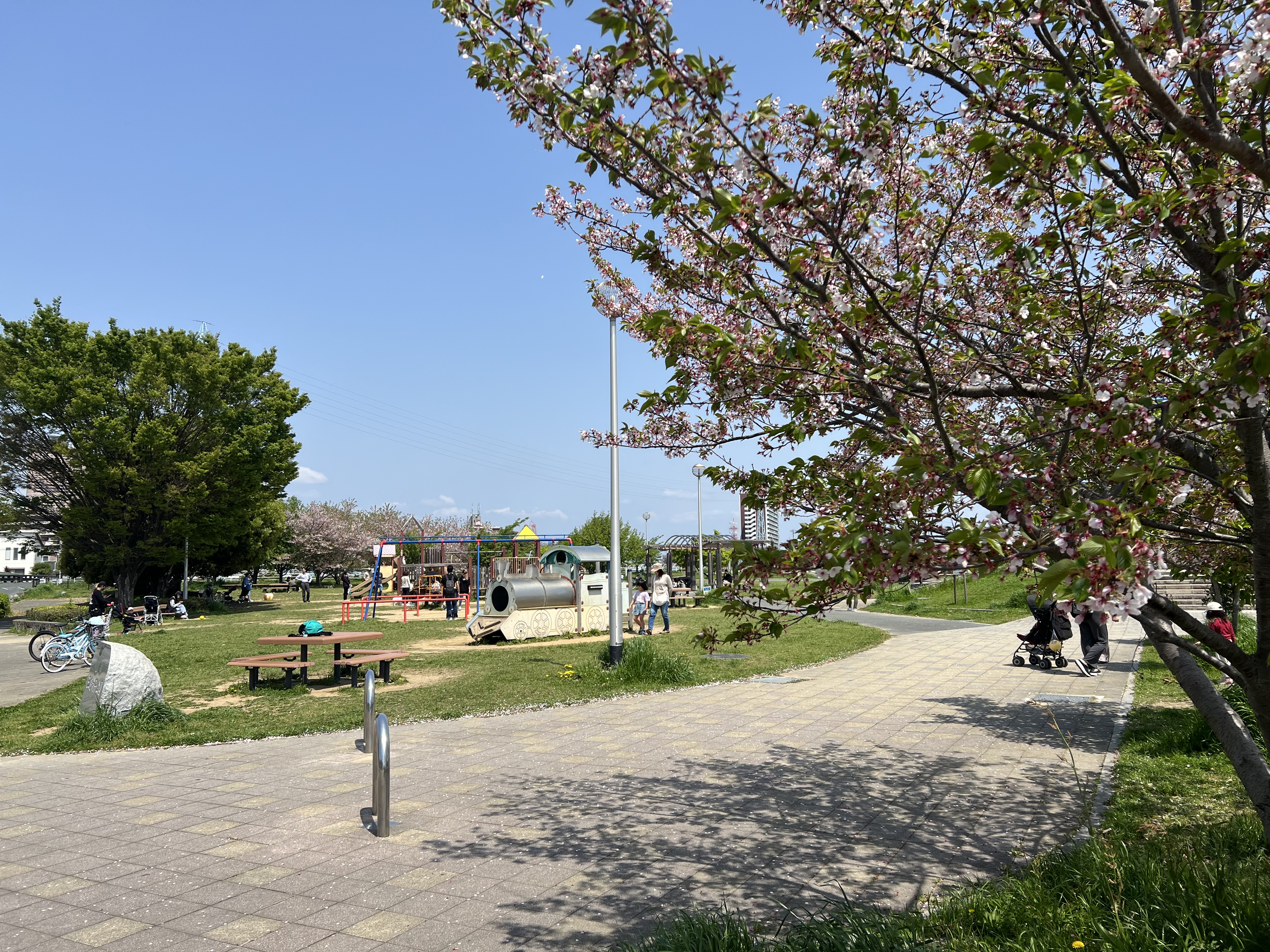 三島楊子公園 2024.4.14撮影