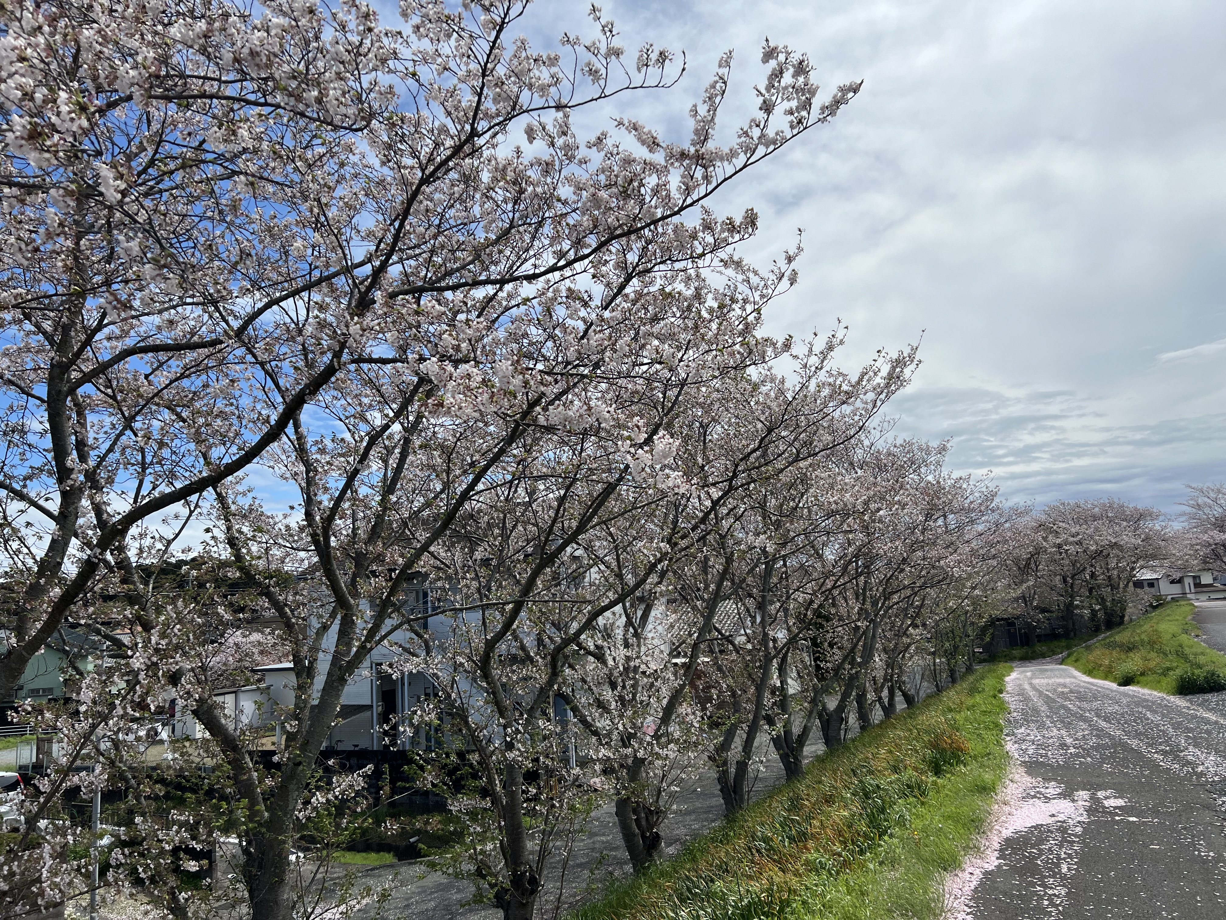 原野谷川の桜堤2024.4.9撮影