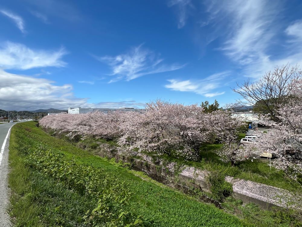 中瀬大平交差点付近の桜並木　2024.4.9撮影