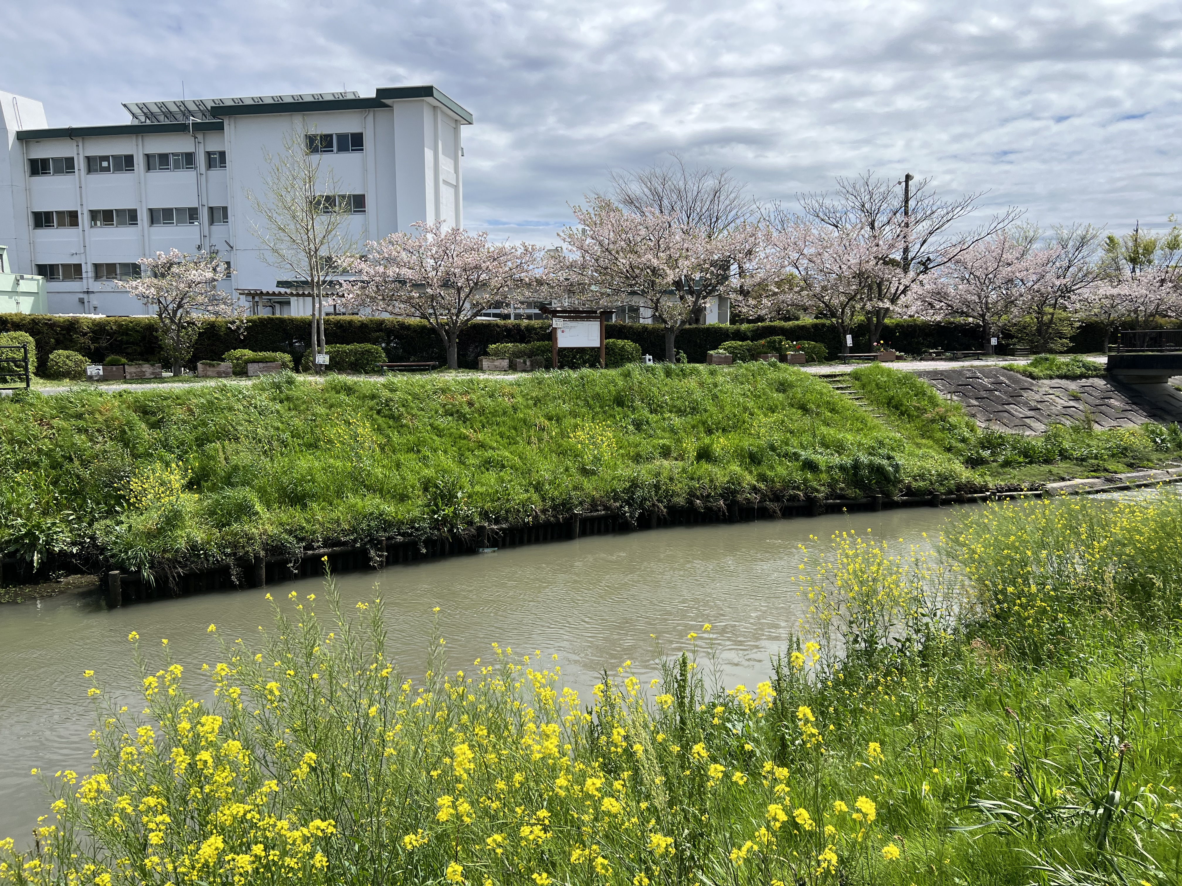 散歩コースの与進中学校付近、安間川沿いの桜並木。手前が菜の花、奥が与進中学。2024年4月9日撮影