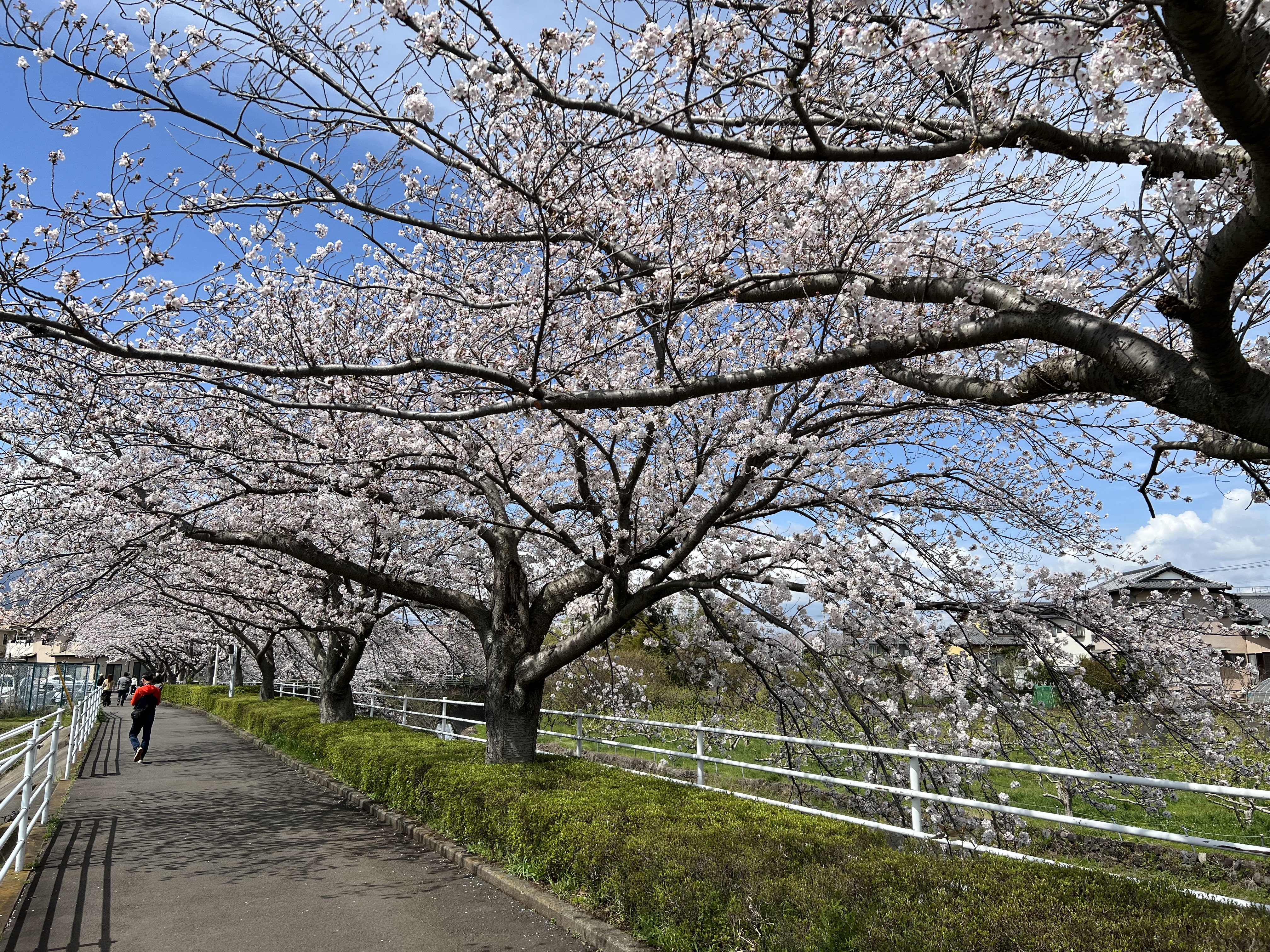 大場川・桜堤公園付近の桜歩道2024.4.7撮影