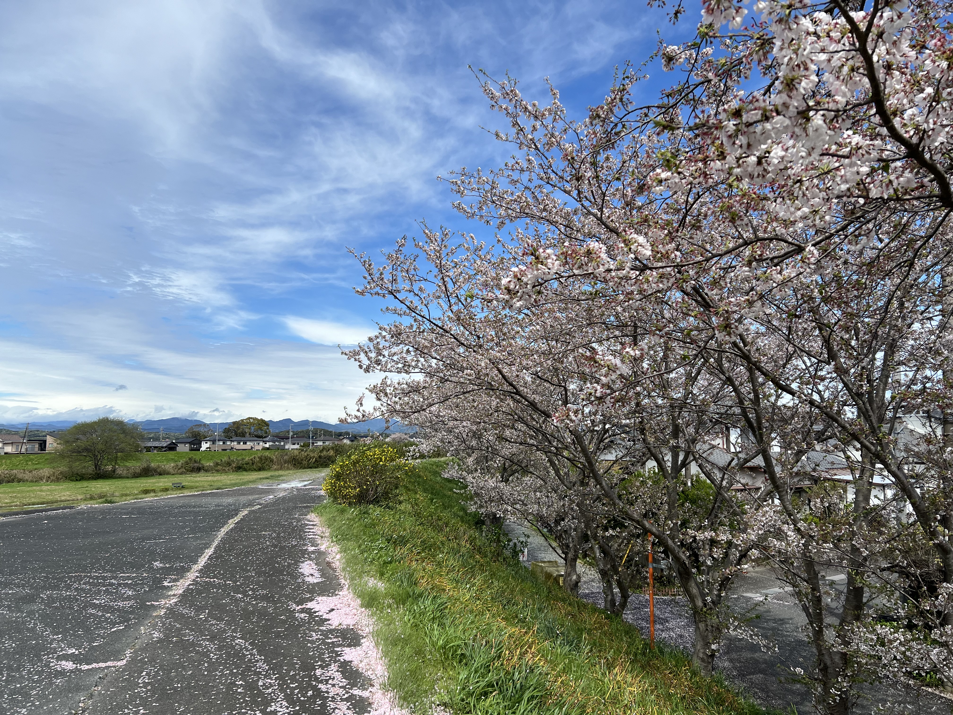 原野谷川の桜堤2024.4.9撮影