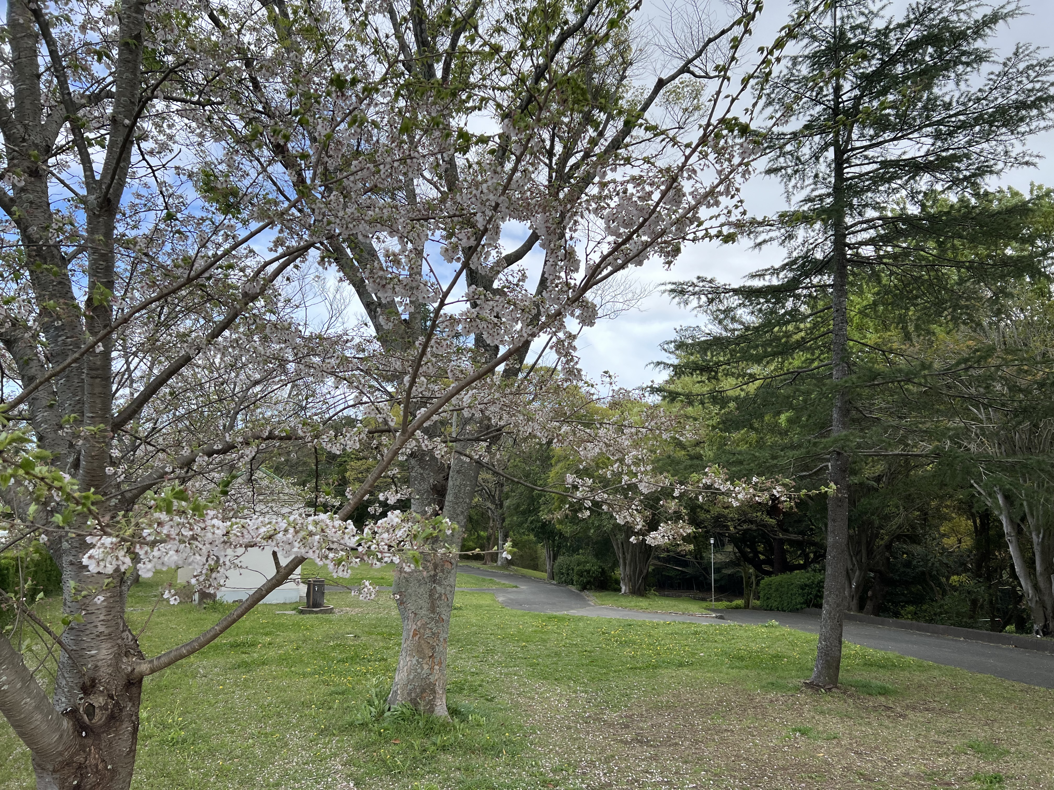 有玉緑地の桜2024.4．9撮影