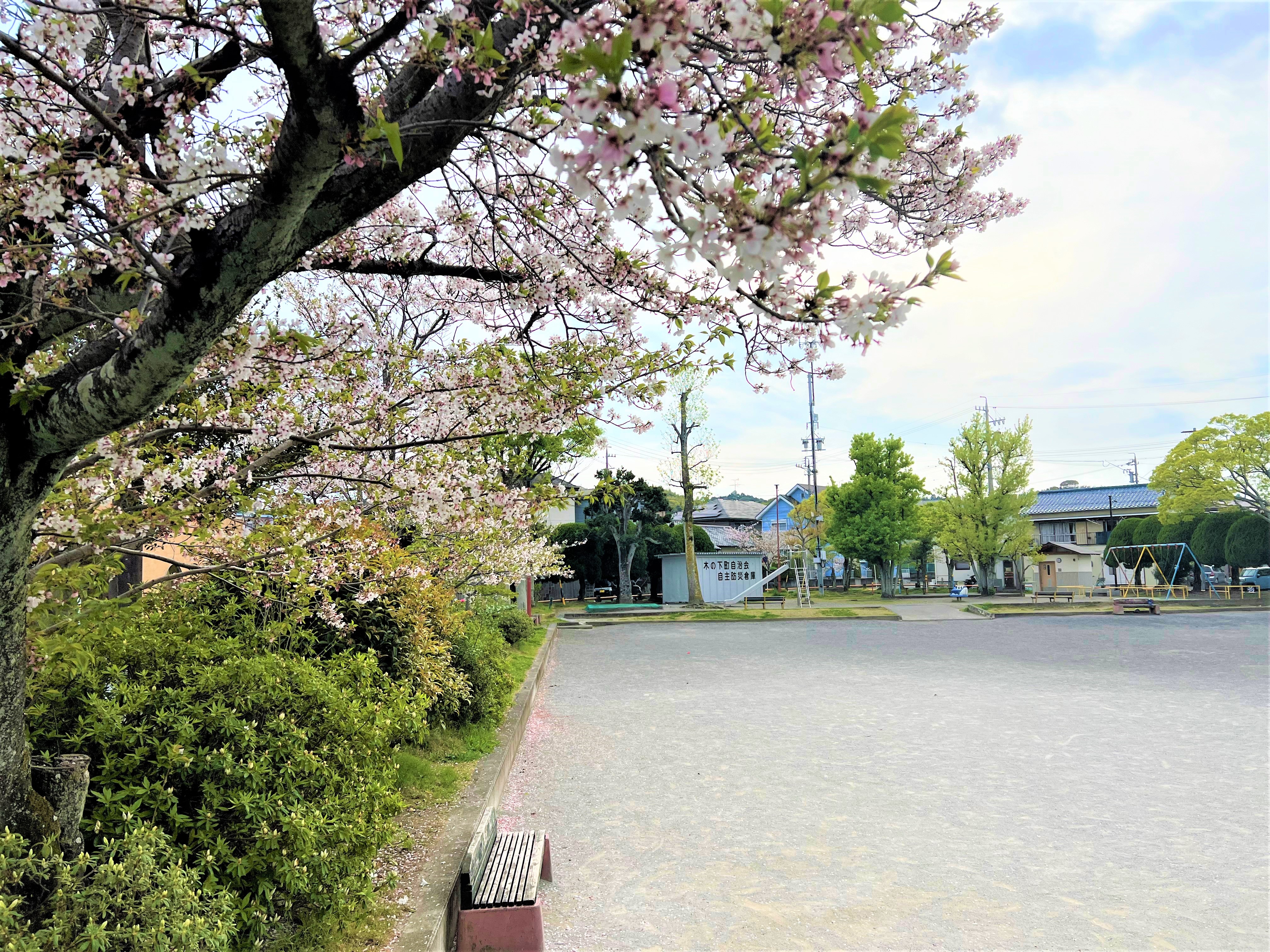 木の下公園の桜　2024年4月撮影