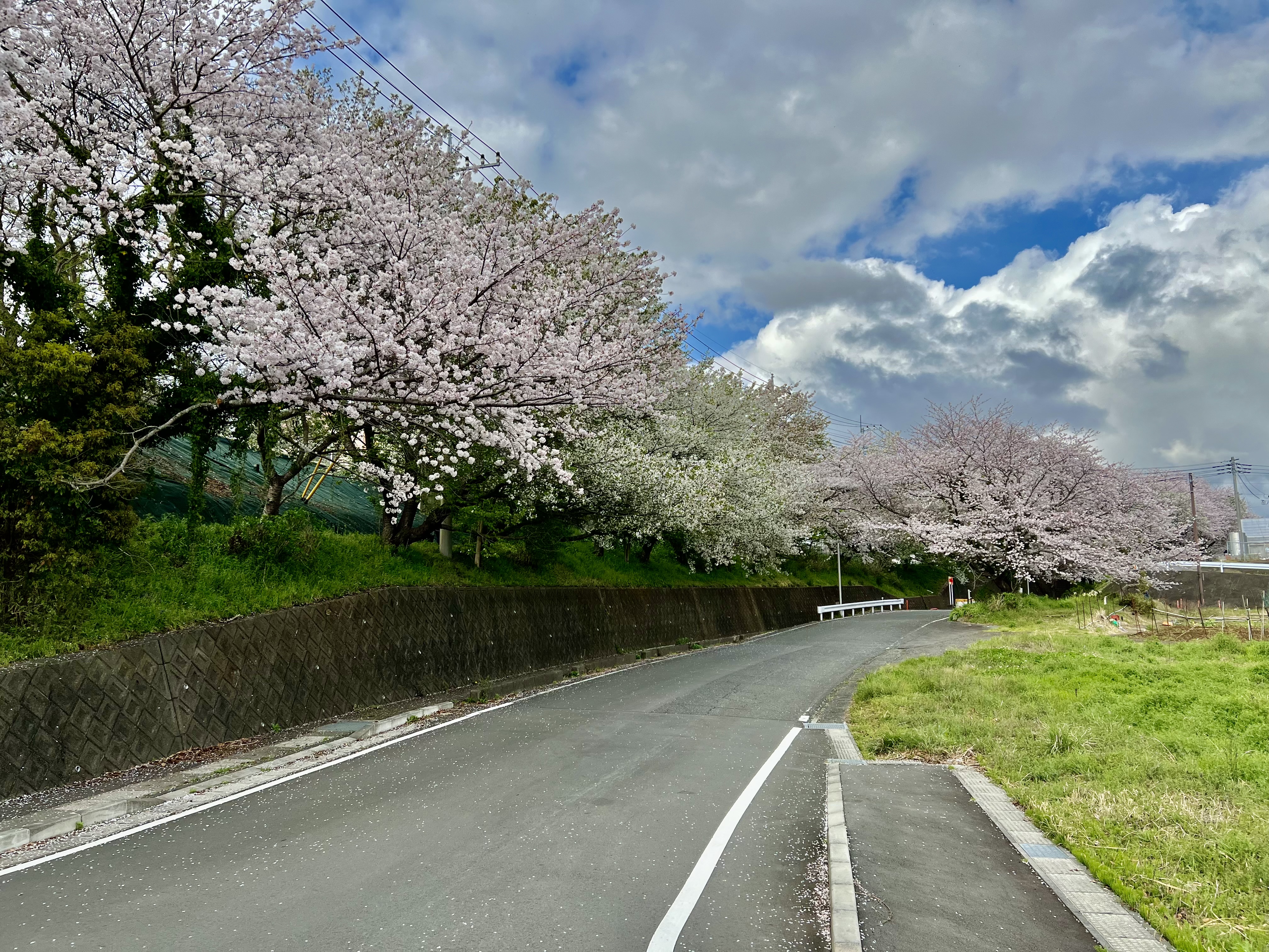 分譲地につながるエントランス付近の桜並木